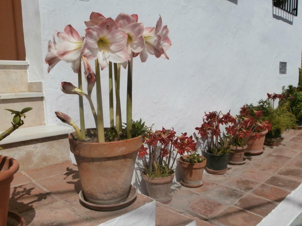 Casa Alta B&B Torrox Exteriér fotografie